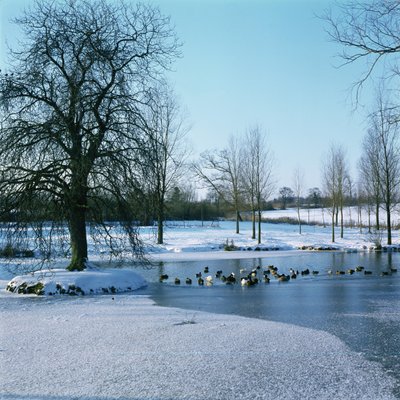 Enten im Schnee bei Finchingfield, Essex von Unbekannt Unbekannt